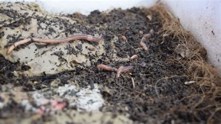 Are tiger worms native to UK