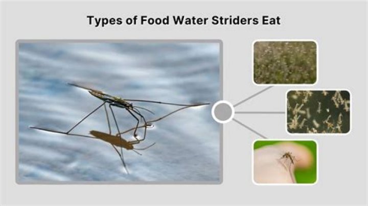 Are water striders carnivores