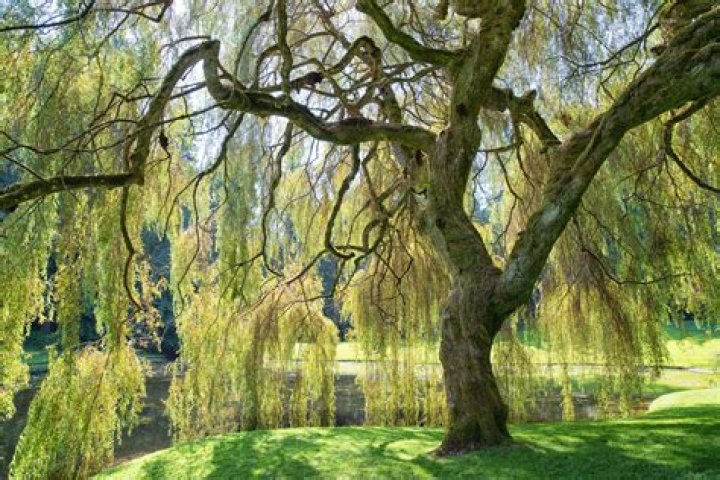 Are weeping willow trees bad
