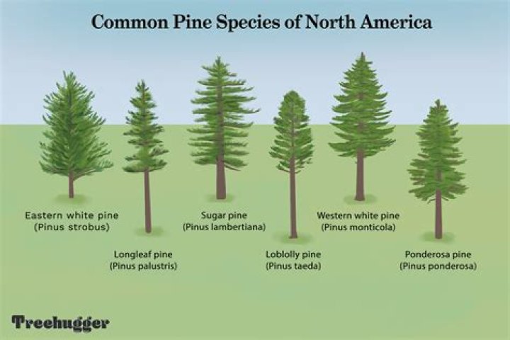 Are white pines fast growing