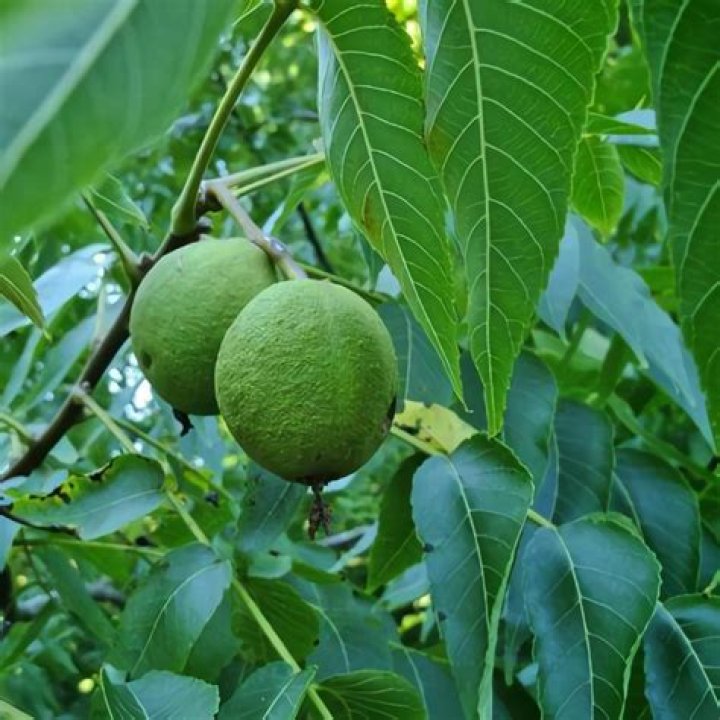 Are white walnut trees rare