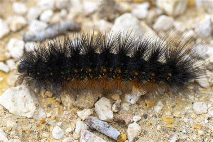 Can a black caterpillar sting