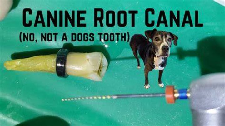 Can a canine have two canals