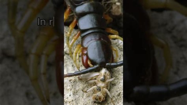 Can a centipede kill a human
