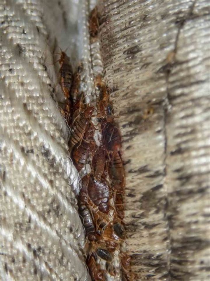 Can bed bugs drive you crazy