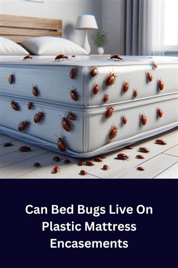 Can bed bugs live on plastic