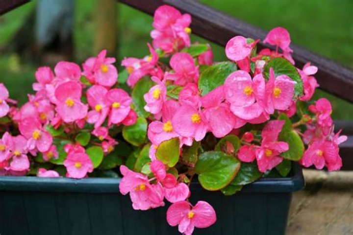 Can begonias be grown inside