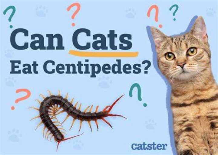 Can centipedes kill your cat