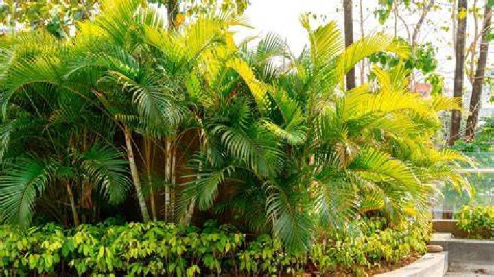 Can date palms take full sun