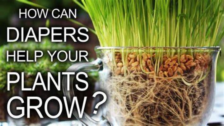 Can diapers help plants grow