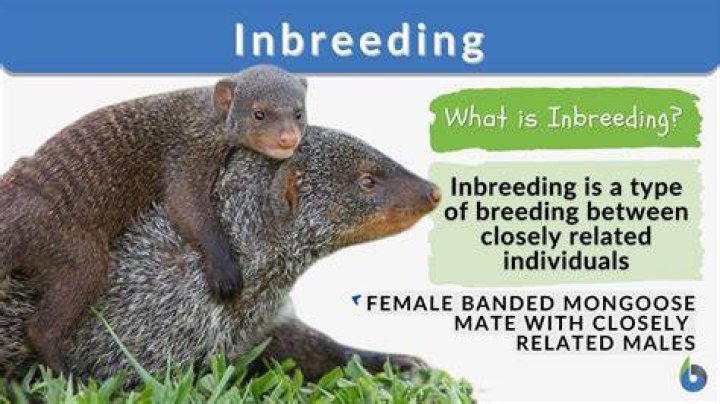 Can duck species interbreed