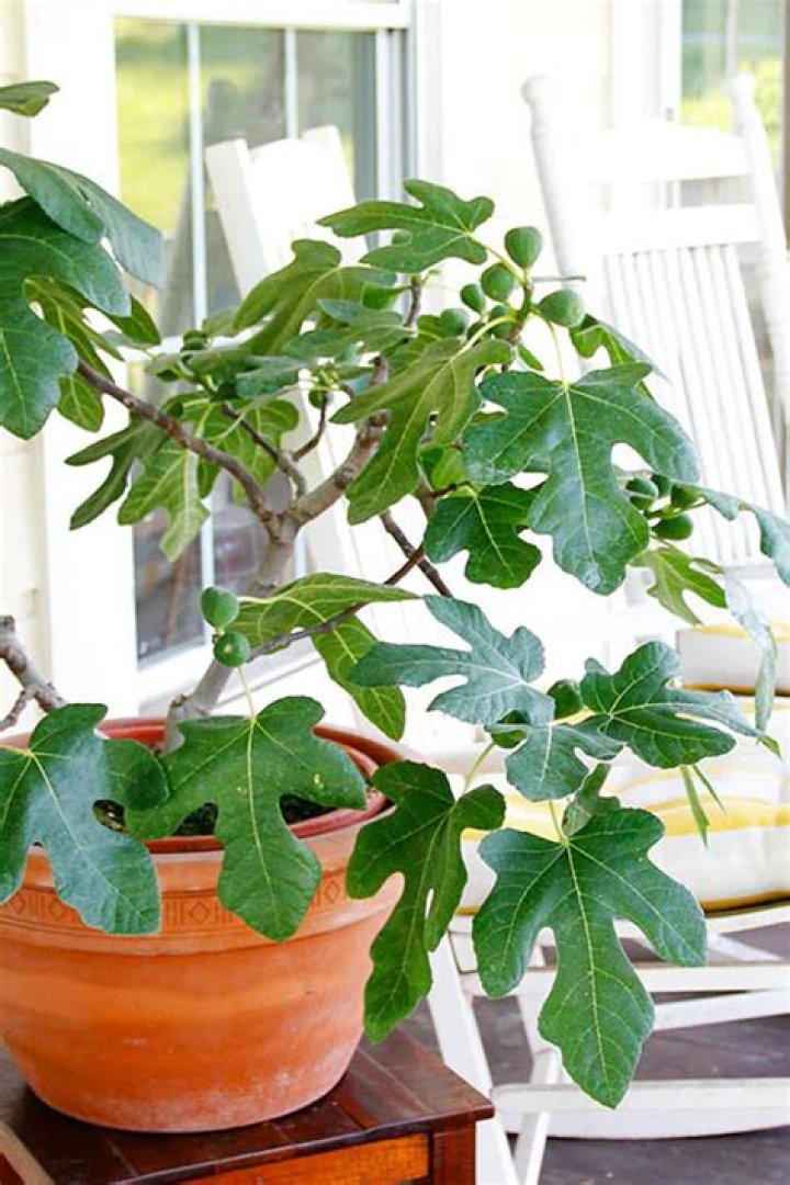 Can fig trees be kept small