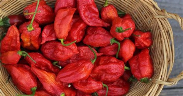Can ghost peppers be harmful