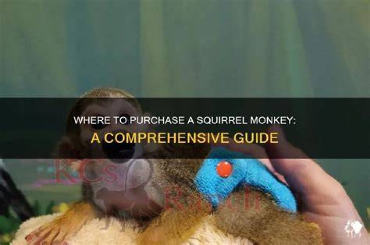 Can I buy a squirrel monkey