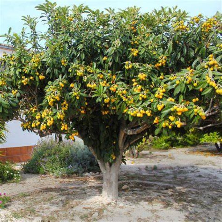 Can I keep loquat tree small