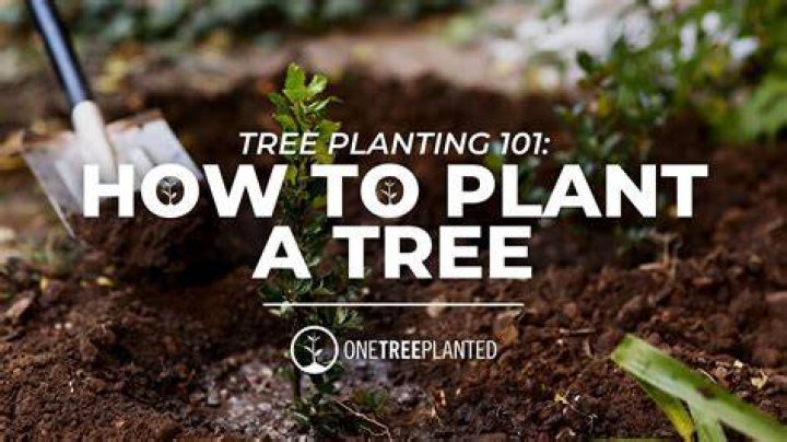 Can I plant a tree somewhere