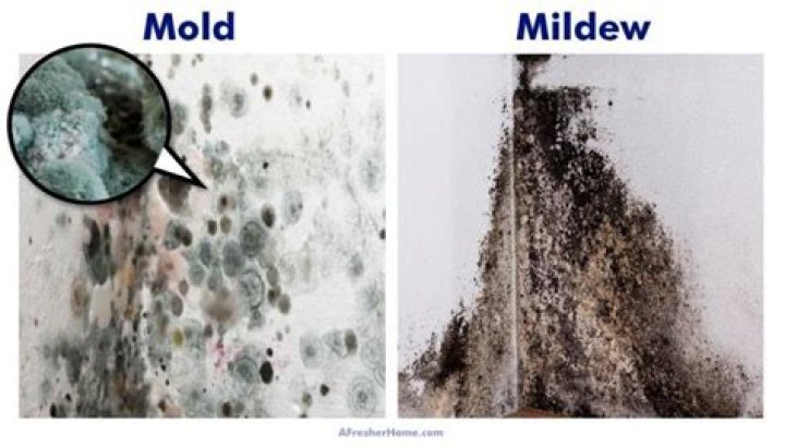 Can inhaling mildew harm you