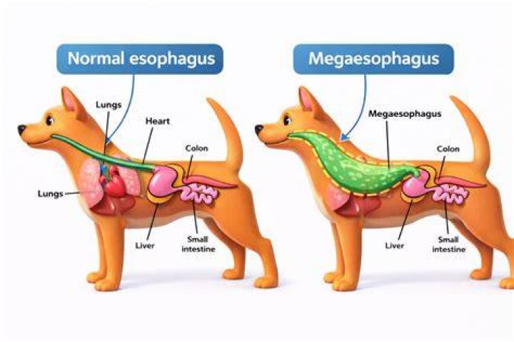 Can megaesophagus kill a dog