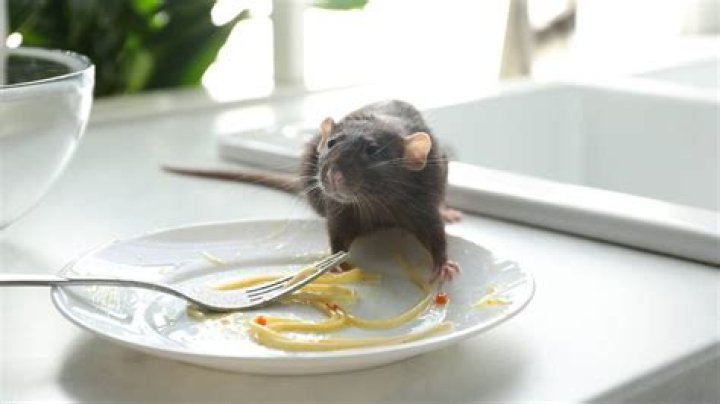 Can mice eat through Brillo