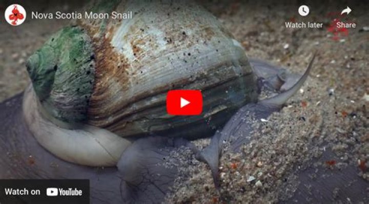 Can moon snails hurt humans