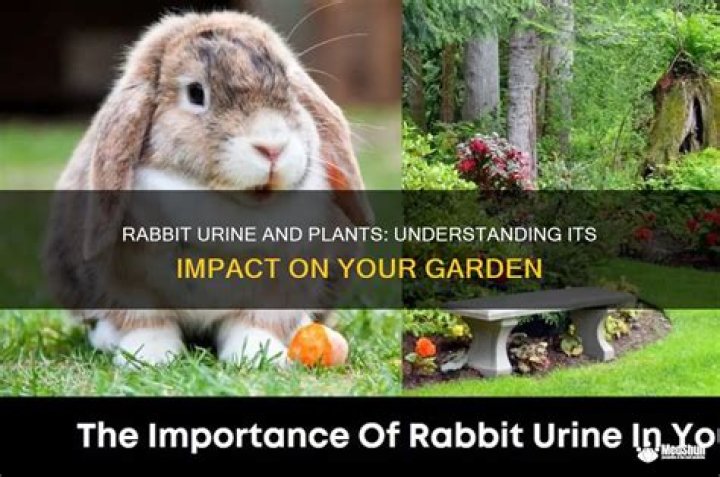 Can rabbit urine kill plants