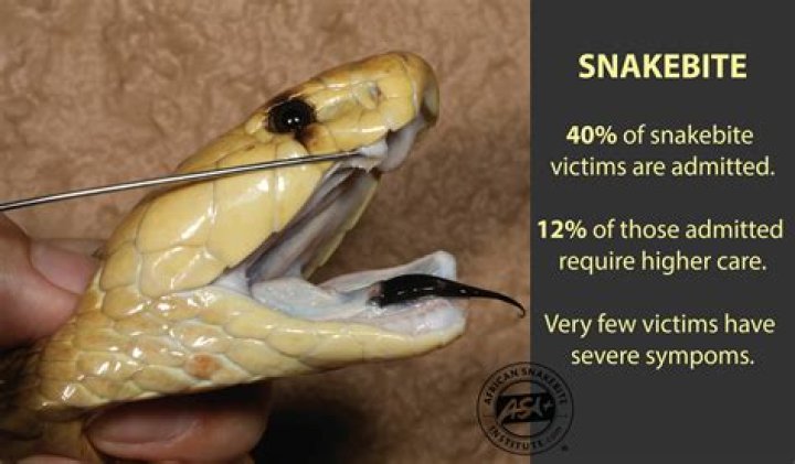 Can rat snakes bite you