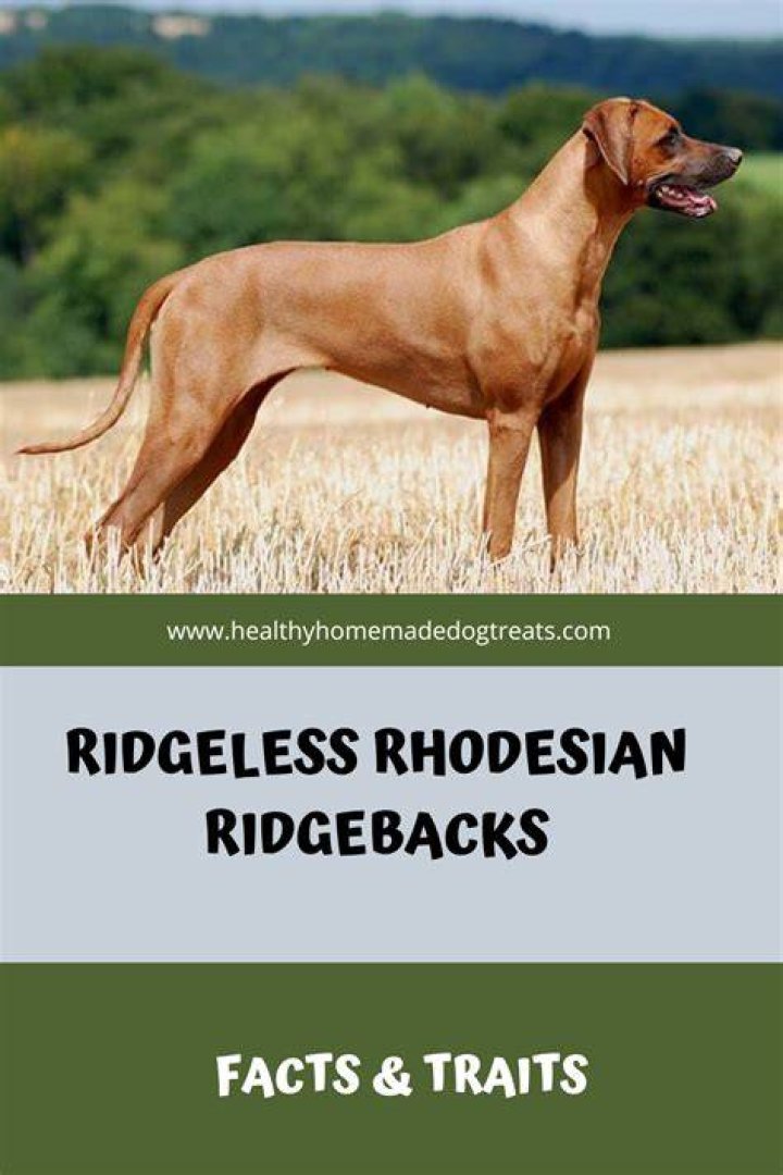 Can Ridgebacks have no ridge