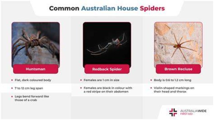 Can some spiders camouflage