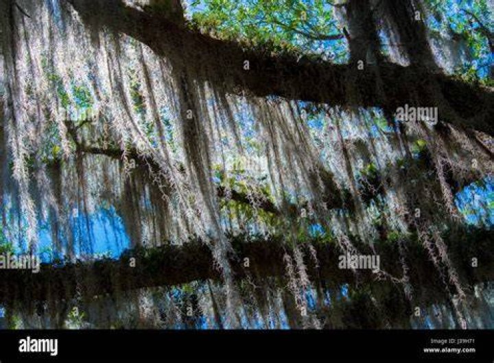 Can Spanish moss hurt a tree