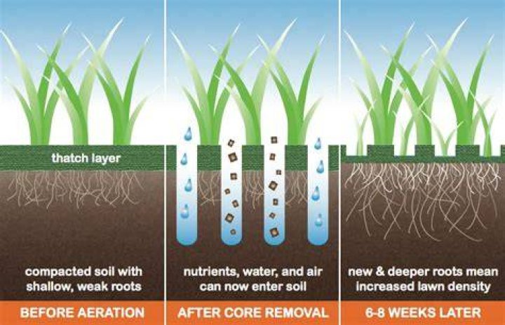 Can you core aerate too much