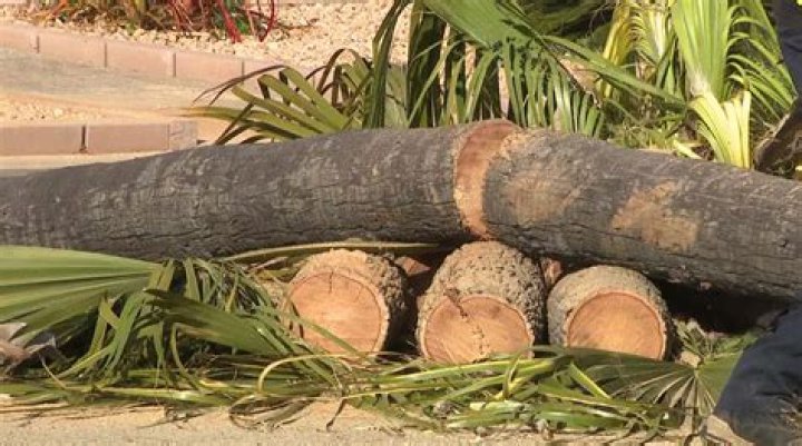 Can you cut down ash trees