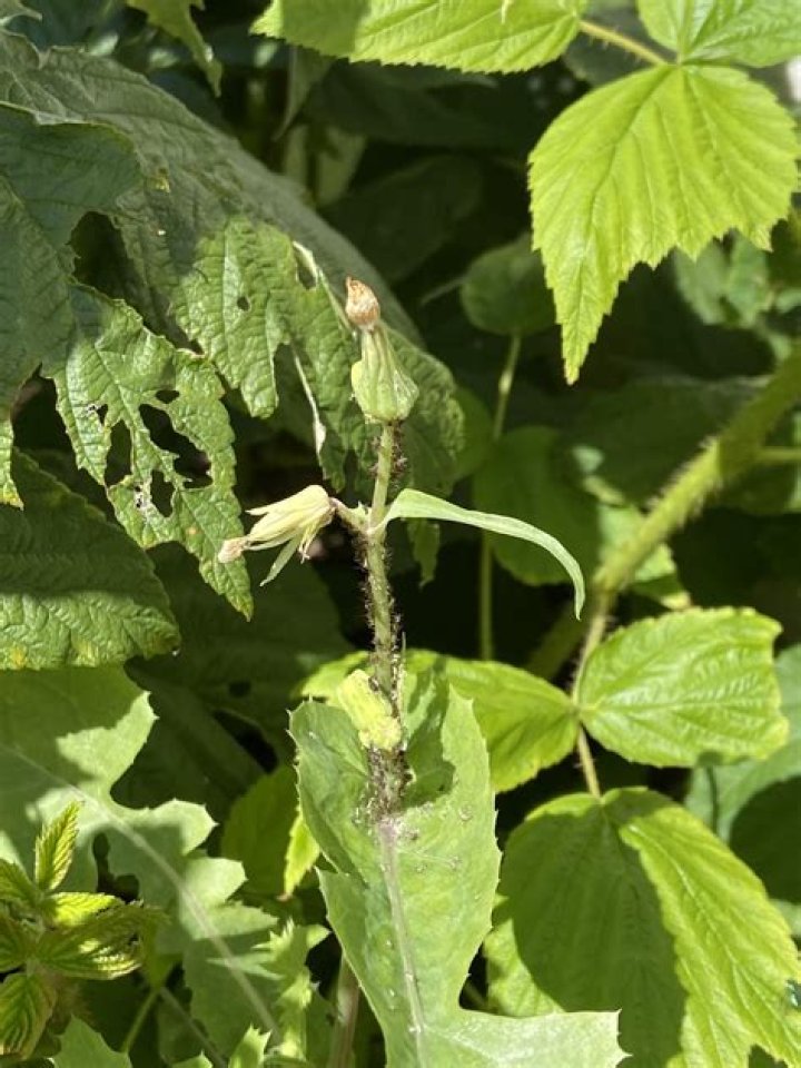 Can you eat raspberry leaves