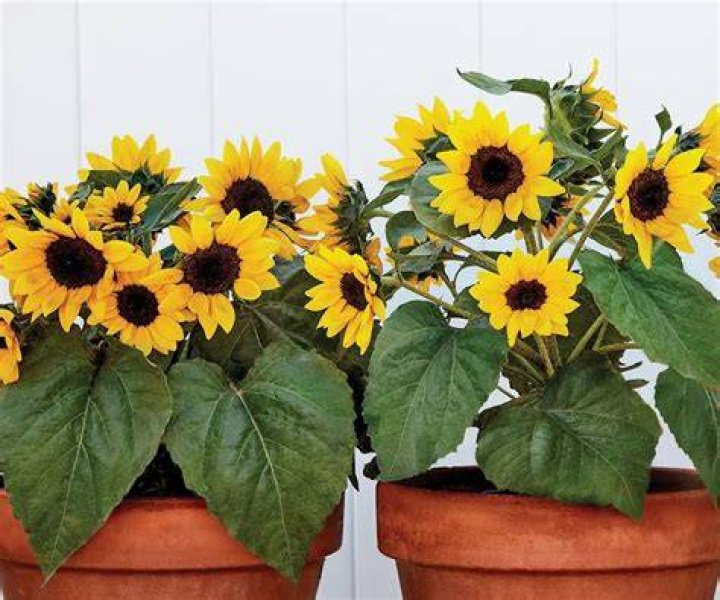 Can you get dwarf sunflowers