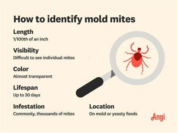 Can you get mites from mold