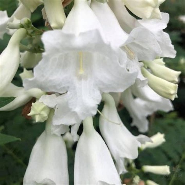 Can you get white jacaranda