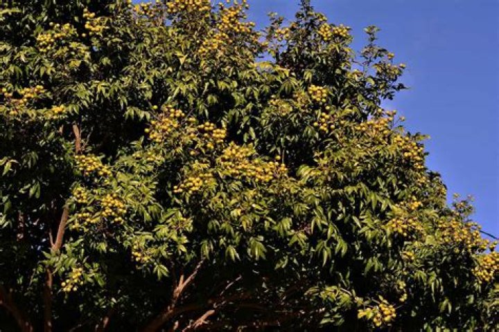 Can you grow a soap nut tree