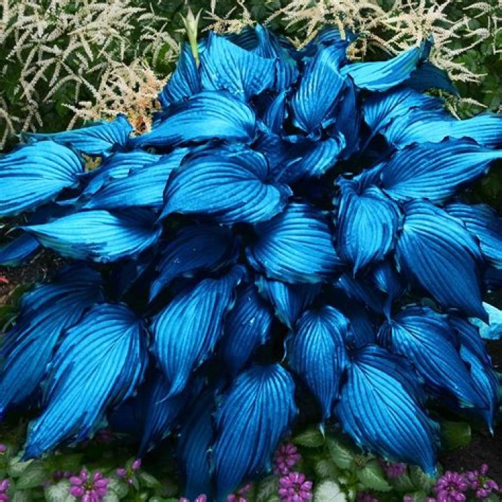 Can you keep a hosta indoors