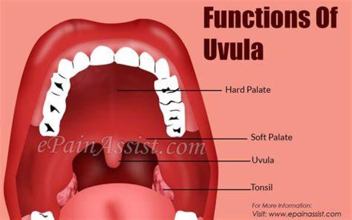 Can you live without a uvula