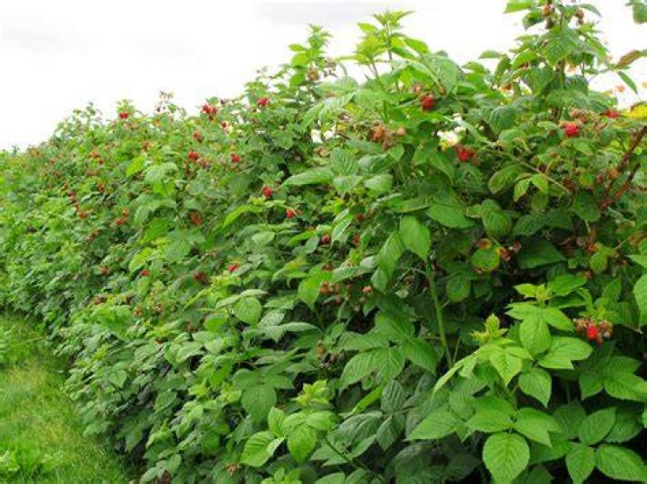 Can you mow raspberry bushes