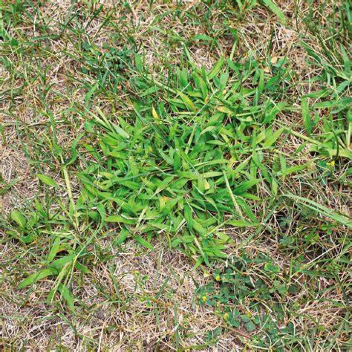 Can you put grass over grass