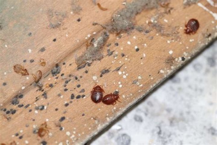 Can you see bedbugs crawling