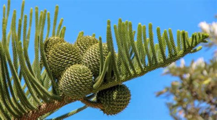 Can you shape a Norfolk pine