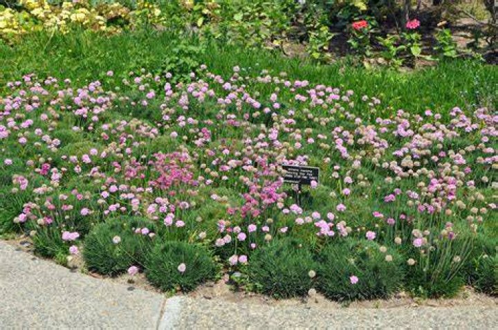 Can you split Armeria plants
