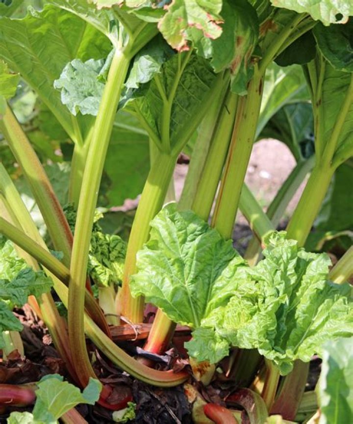 Can you split rhubarb plants