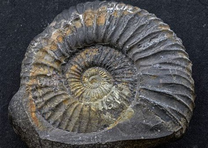 Did ammonites have tentacles
