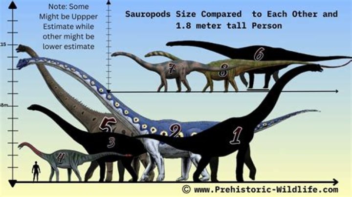 Did diplodocus live in herds