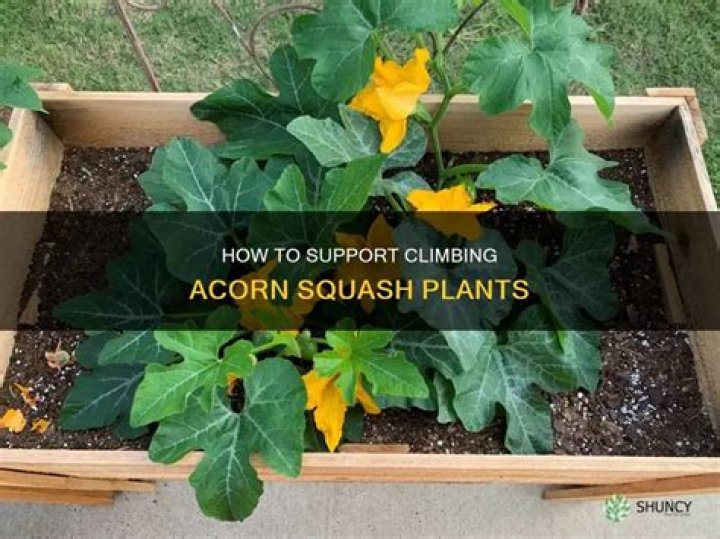 Do acorn squash plants climb