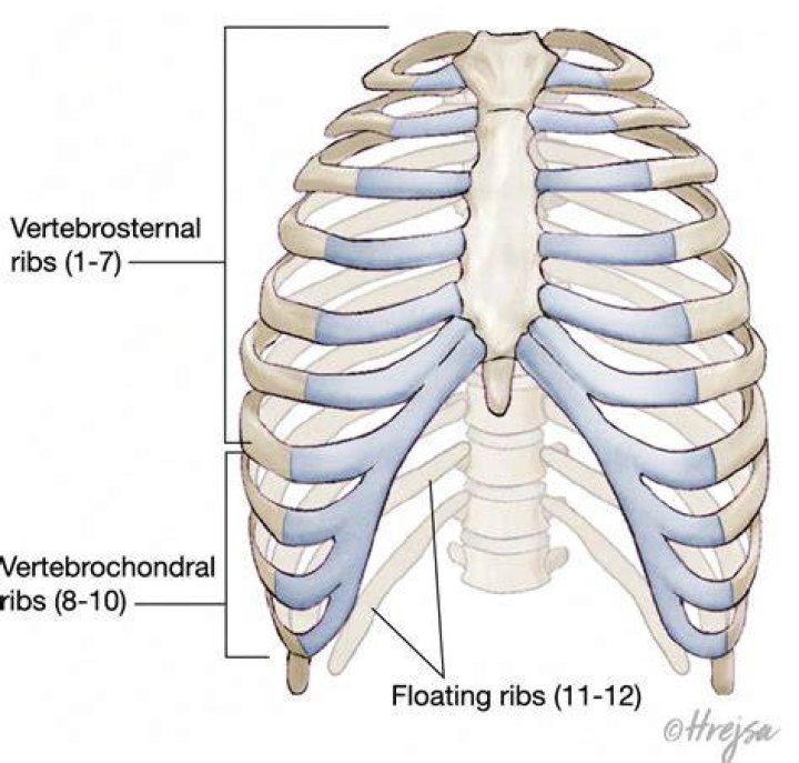 Do all ribs have Silverskin
