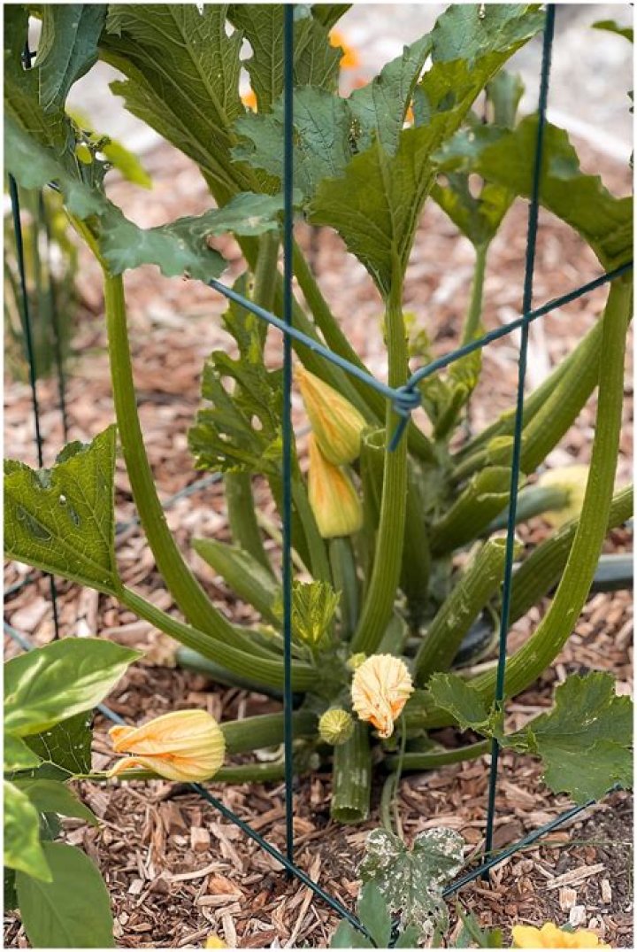 Do all zucchini plants climb