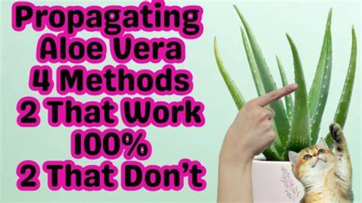 Do aloe vera plants multiply